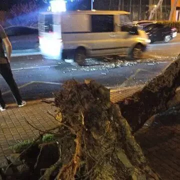 Ağac "Baku Bus"un üzərinə aşdı FOTO