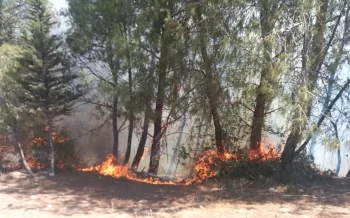 Türkiyədə meşə yanğını başlayıb, təyyarə və helikopter cəlb olunub