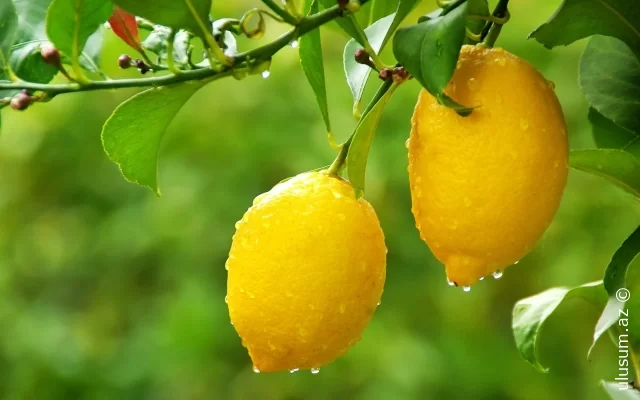 Limonun hansı zərərləri var?