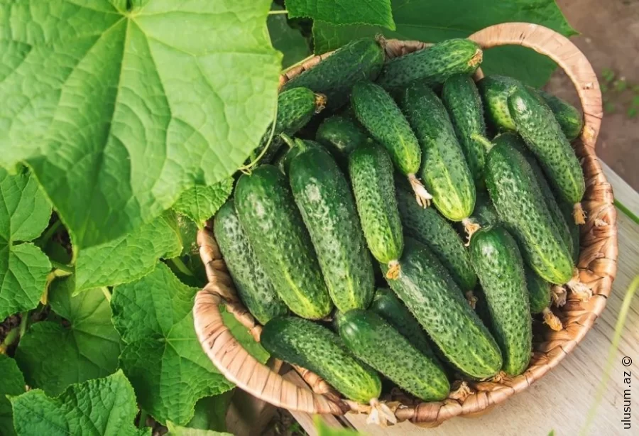 Xiyarın faydaları: Sağlamlığa olan təsirləri