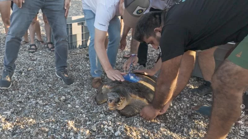 Peyk cihazları ilə təchiz edilən "Caretta"lar dənizə buraxıldı