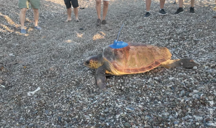 Peyk cihazları ilə təchiz edilən "Caretta"lar dənizə buraxıldı