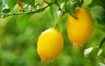 Limonun hansı zərərləri var?