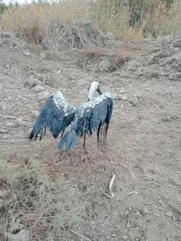 Salyan sakini ölümlə çarpışan yaralı hacıleylək quşunu xilas edib