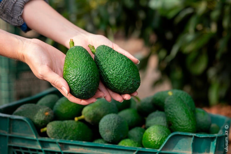 Niderland gömrükçüləri saxta avokadolarda yüzlərlə kiloqram kokain tapıblar