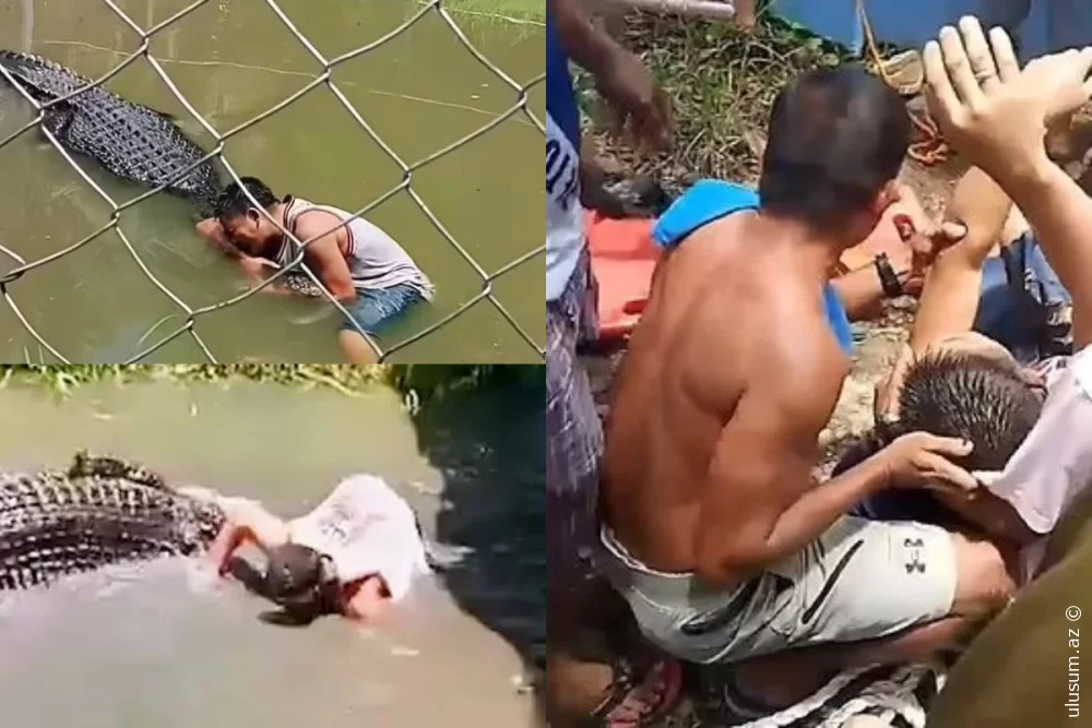Timsahın heykəl olduğunu sandı, qəfəsə girdi - FOTO