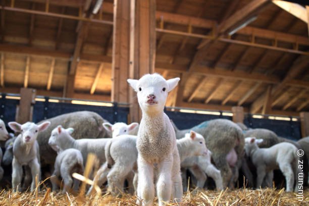 Qurban bayramı yaxınlaşır: AQTA kəsim və satış yerlərinə nəzarəti gücləndirir