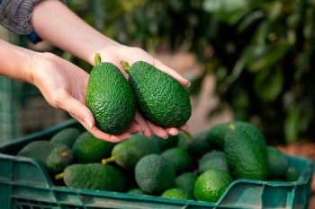 Niderland gömrükçüləri saxta avokadolarda yüzlərlə kiloqram kokain tapıblar