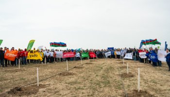 Müşfiqabadda “Konstitusiya və Suverenlik İli”nə həsr olunmuş ağacəkmə aksiyası keçirildi