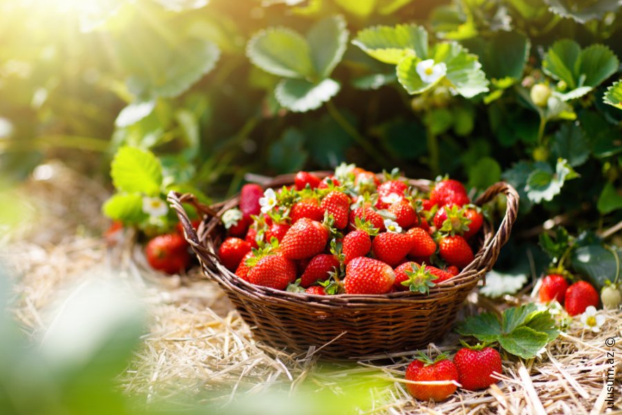 Nutrisioloqun fikrinə görə, iltihab əleyhinə daim yeyilməli olan 5 məhsul