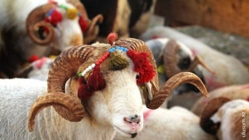 Kreditlə qurban kəsənlərə çağırış - Belə şey etməyin!