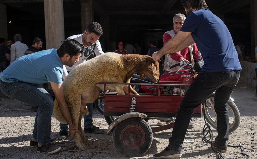 Qurban kəsimi faciəyə çevrildi – Türkiyədə 14 min yaralı
