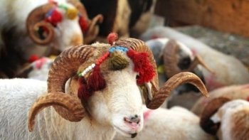 Kreditlə qurban kəsənlərə çağırış - Belə şey etməyin!
