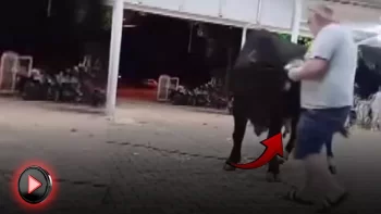 İspaniya yox, Türkiyə! Buğa döyüşündə faciəyə az qalmışdı - FOTO - VİDEO
