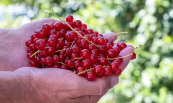 Faydalı sanılır, amma... – Qırmızı qarağatın gizli zərərləri