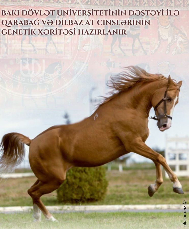 BDU-nun dəstəyi ilə Qarabağ və Dilbaz atlarının genetik xəritəsi hazırlanır