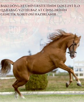 BDU-nun dəstəyi ilə Qarabağ və Dilbaz atlarının genetik xəritəsi hazırlanır