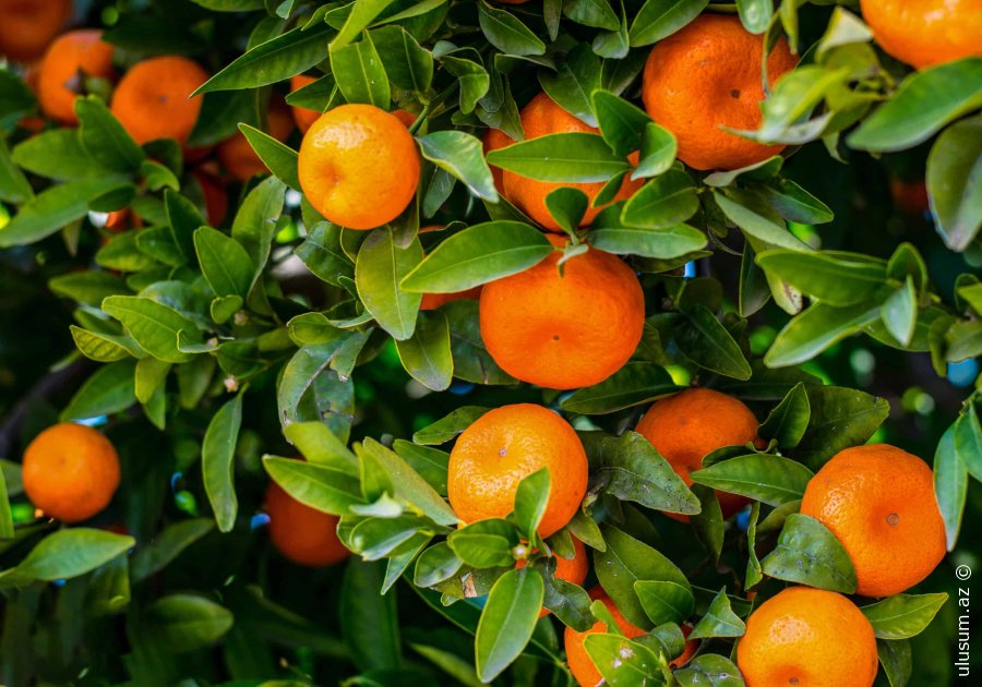 Qışın Şirin Möcüzəsi  –  Naringi - Mandarin