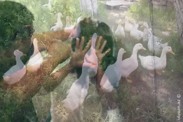 Daşkəsəndə kişi ördəklərin sayını azaltması üzündən arvadını döyməklə ittiham olunub