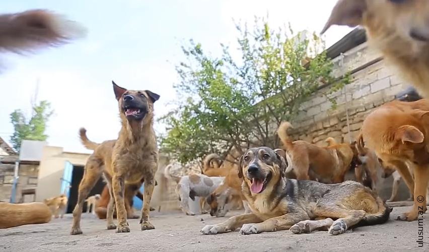 Şəki rayonunda sahibsiz itlərin yerləşdirilməsi ilə bağlı təklif və yanaşmalar