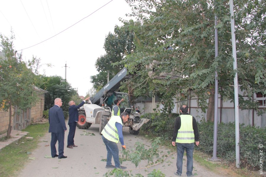 Cəlilabadda ağacların budanması ilə bağlı tədbirlər görülüb