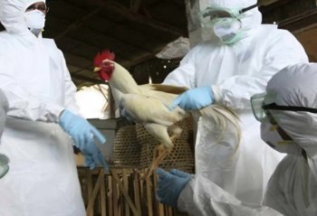 Quş qripi ilə bağlı bir sıra malların idxalına məhdudiyyət qoyuldu