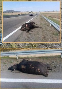 Ağstafada yol-nəqliyyat hadisəsi baş verib