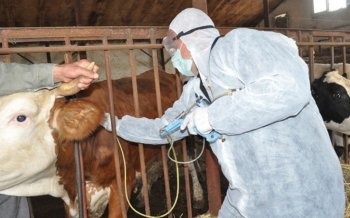 Dabaq xəstəliyi: Heyvanlar üçün təhlükə, insanlar üçün risk varmı?