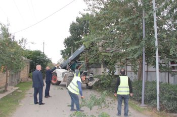 Cəlilabadda ağacların budanması ilə bağlı tədbirlər görülüb