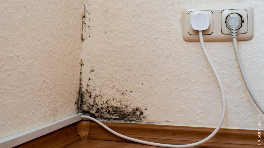 Evdə Kif Problemi: Səbəblər, Risklər və Təbii Həll Yolları