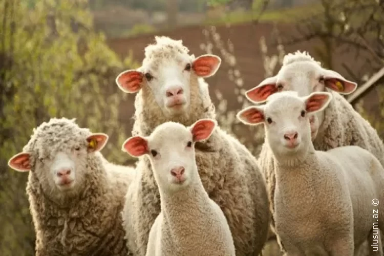 Azərbaycanda qoyun və keçilərin sayı kəskin azalıb