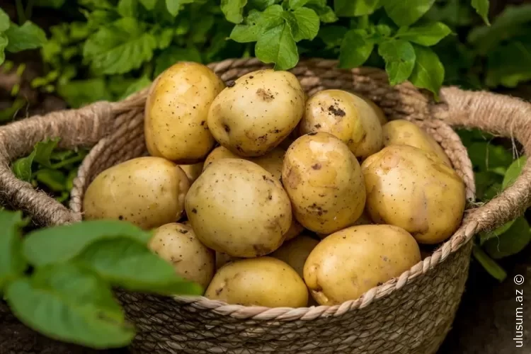 Metabolizmi sürətləndirməyin iki effektiv YOLU