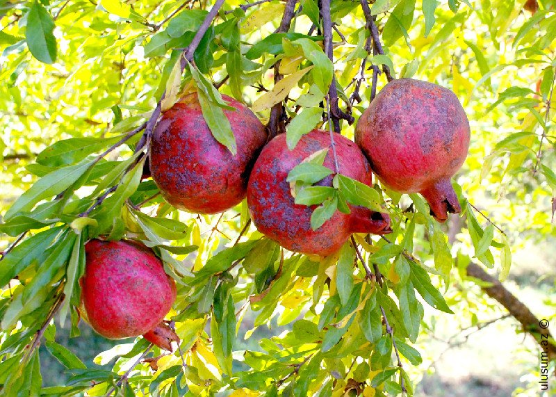 Nar qabığı və tum yağının sağlamlığa faydası
