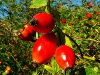 İtburnu-   Niyə bu qədər vacib xəbərdarlıqdır?