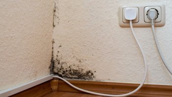 Evdə Kif Problemi: Səbəblər, Risklər və Təbii Həll Yolları