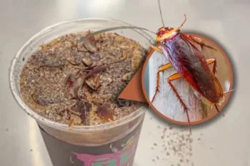 Qəhvədə yeni dadlar: Tarakanlar və qurudulmuş un qurdları gündəmdə