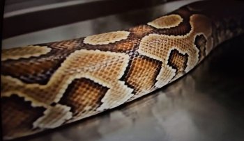 İlan Dəri Fabrikasının İçərisində: İlan Dərisindən Brendlər   -    VİDEO