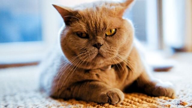 Aç olduğumuzda niyə daha əsəbi oluruq?