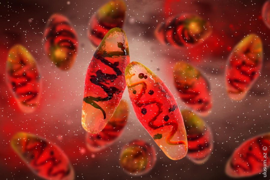 4000 illik qoyun Tunc dövrü vəbasının sirrini açdı