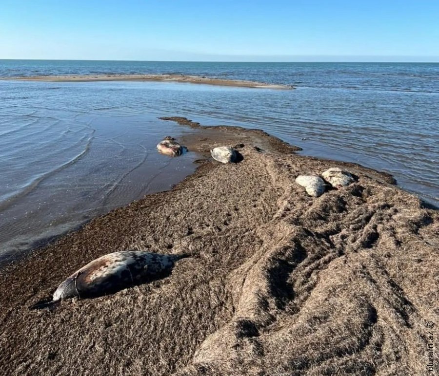 Xəzər dənizinin Dağıstan Respublikası  sahillərində 320-dən çox ölü suiti tapılıb