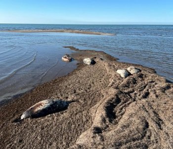 Xəzər dənizinin Dağıstan Respublikası  sahillərində 320-dən çox ölü suiti tapılıb