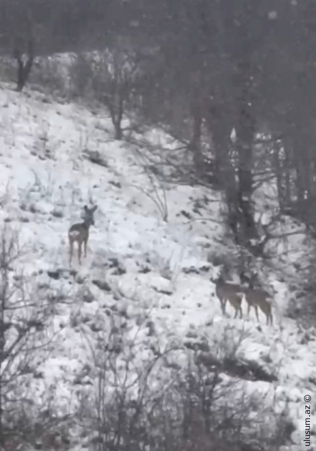 Laçın təbiətinin qış gözəlliyi: Dağ yamaclarında yem axtaran cüyürlər FOTO