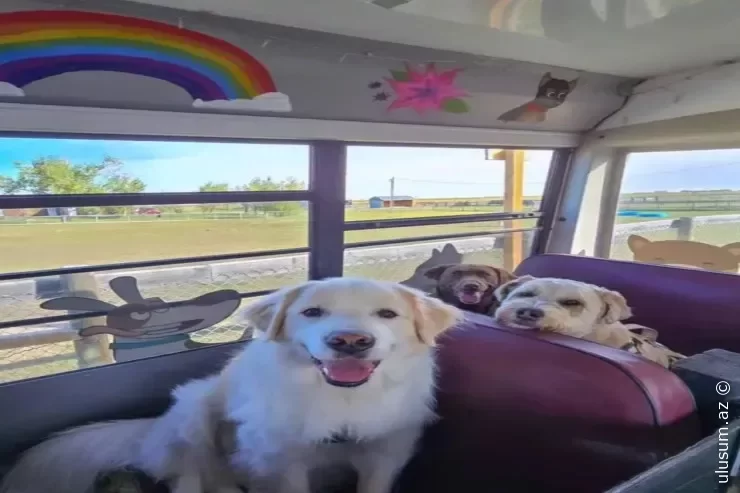 Bu ölkədə itlər belə məktəbə gedir