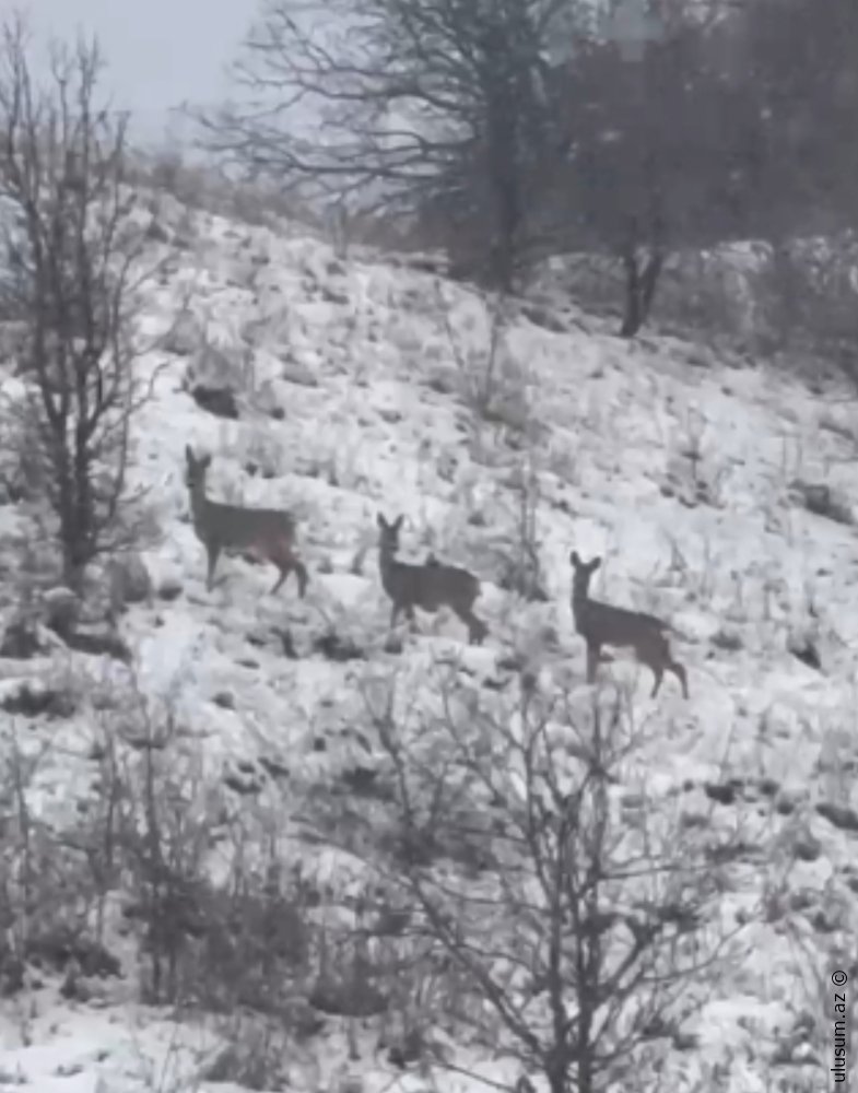 Laçın təbiətinin qış gözəlliyi: Dağ yamaclarında yem axtaran cüyürlər FOTO