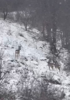 Laçın təbiətinin qış gözəlliyi: Dağ yamaclarında yem axtaran cüyürlər FOTO
