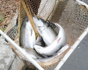 Azərbaycanda farel balığı BAHALAŞDI