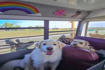 Bu ölkədə itlər belə məktəbə gedir